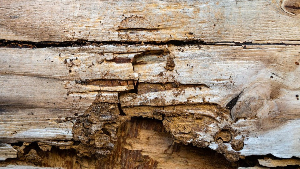 A wooden section with channels and surface damage associated with termite activity