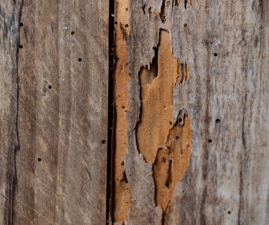 A close view of wood affected by termite activity